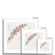 Cardinal Flower Framed & Mounted Print