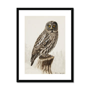 Great grey owl Framed & Mounted Print