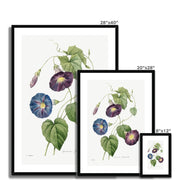 Star-glory Morning–glory (1827) Framed & Mounted Print