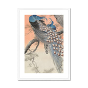Two Peacocks on Tree Branch Framed & Mounted Print