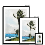 Palm Tree, Nassau Framed & Mounted Print