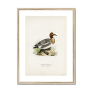 Eurasian wigeon Framed & Mounted Print