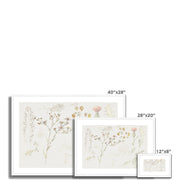 Studies of Meadow Flowers Framed & Mounted Print