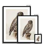 Great grey owl Framed & Mounted Print