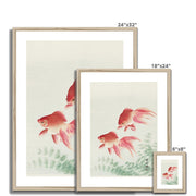 Two Veil Goldfish Framed & Mounted Print