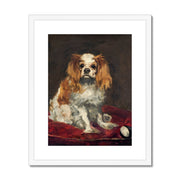 A King Charles Spaniel Framed & Mounted Print