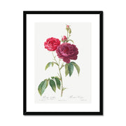 Purple French Rose, Rosa gallica purpuro-violacea magna from Les Roses Framed & Mounted Print