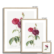 Purple French Rose, Rosa gallica purpuro-violacea magna from Les Roses Framed & Mounted Print