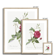 Blood-Red Bengal Rose, Rosa indica cruneta from Les Roses Framed & Mounted Print