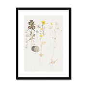 Buttercups, Mt. Desert Framed & Mounted Print