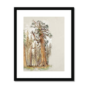 Oak and Evergreen Framed & Mounted Print