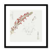 Cardinal Flower Framed & Mounted Print