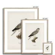 Hen Harrier male Framed & Mounted Print
