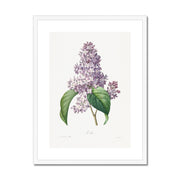 Lilac Framed & Mounted Print