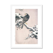 Goshawk on Snow-covered Pine Bough Framed & Mounted Print