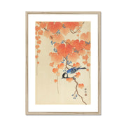 Great Tit on Paulownia Branch Framed & Mounted Print