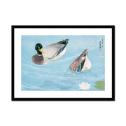 Ducks Framed & Mounted Print