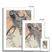 Two Peacocks on Tree Branch Framed & Mounted Print