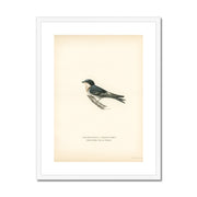 Hybrid between common house-martin and barn swallow Framed & Mounted Print