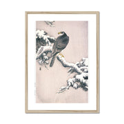 Goshawk on Snow-covered Pine Bough Framed & Mounted Print