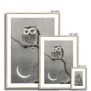 Long-Eared Owl on Bare Tree Branch Framed & Mounted Print