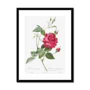 Blood-Red Bengal Rose, Rosa indica cruneta from Les Roses Framed & Mounted Print