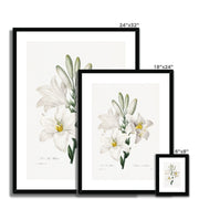 Madonna Lily from Choix des plus belles fleurs Framed & Mounted Print