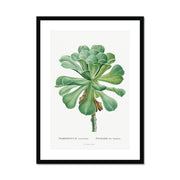 Sempervivum Canariense Image from Histoire des Plantes Grasses Framed & Mounted Print