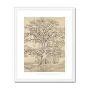A Great Oak Tree Framed & Mounted Print