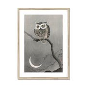 Long-Eared Owl on Bare Tree Branch Framed & Mounted Print
