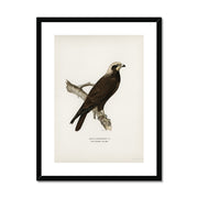 Marsh Harrier Framed & Mounted Print