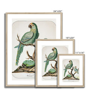 Two Parrots on a Barren Tree  Framed & Mounted Print