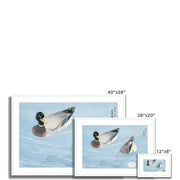Ducks Framed & Mounted Print
