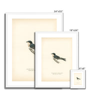 Hybrid between common house-martin and barn swallow Framed & Mounted Print