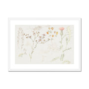 Studies of Meadow Flowers Framed & Mounted Print