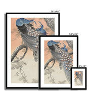 Two Peacocks on Tree Branch Framed & Mounted Print