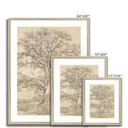 A Great Oak Tree Framed & Mounted Print