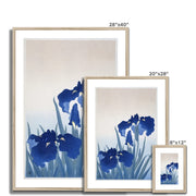 Iris flowers Framed & Mounted Print