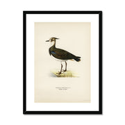 Nortnern lapwing Framed & Mounted Print
