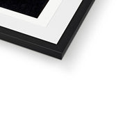 White Chinese Geese Swimming by Reeds Framed & Mounted Print