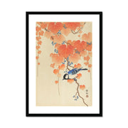 Great Tit on Paulownia Branch Framed & Mounted Print