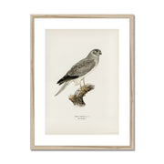Hen Harrier male Framed & Mounted Print