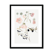 Botanical Detail Studies: Hollyhocks, Blueberries, and Blackberries Framed & Mounted Print