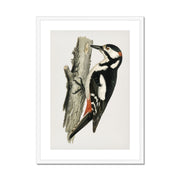 Great spotted woodpecker-male Framed & Mounted Print