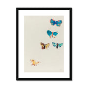 Five Butterflies Framed & Mounted Print