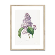 Lilac Framed & Mounted Print