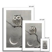Long-Eared Owl on Bare Tree Branch Framed & Mounted Print