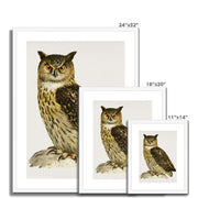 Eurasian eagle-owl Framed & Mounted Print