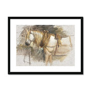 Study of a Horse, Brittany Framed & Mounted Print