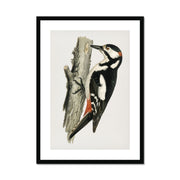Great spotted woodpecker-male Framed & Mounted Print